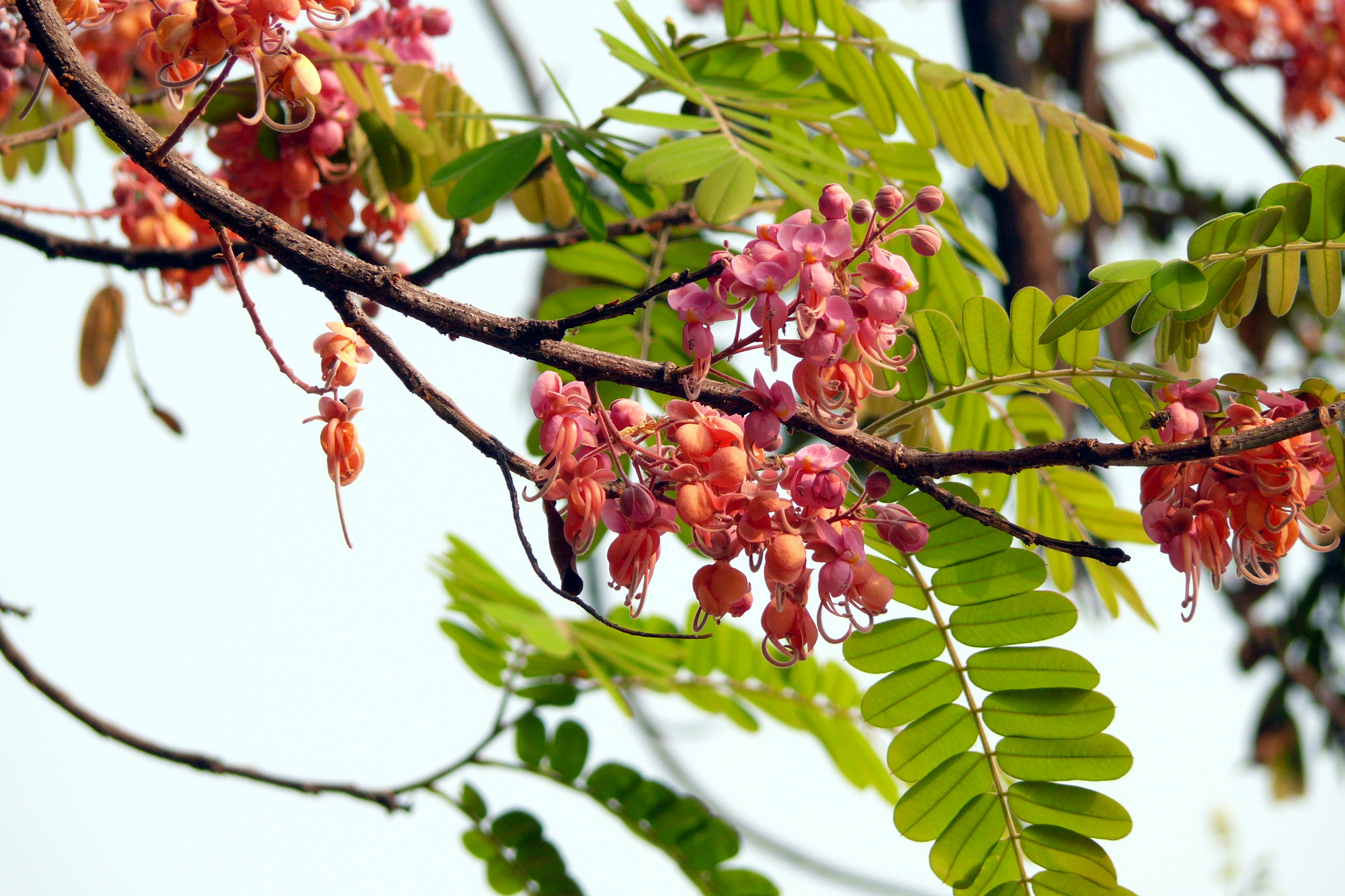 Cassia_grandis_2.JPG
