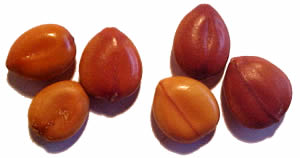 cassiafistulasemillas1.jpg
