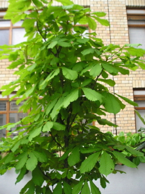 Casta_o2005.jpg