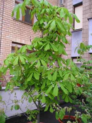 Casta_o_abril07.jpg