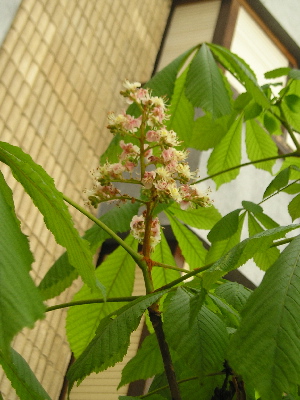 Casta_o_en_flor_Prim09.jpg