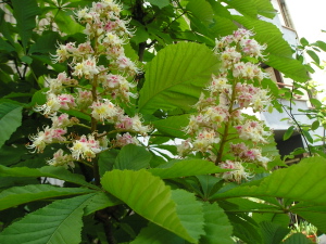 Casta_o_florido_Mayo2007.jpg