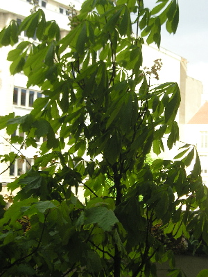 Casta_o_Prim09.jpg