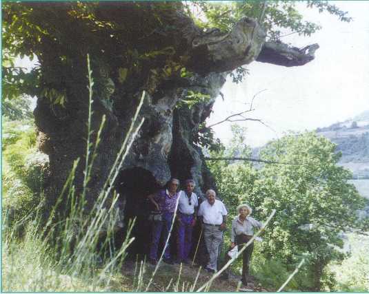 castano.jpe
