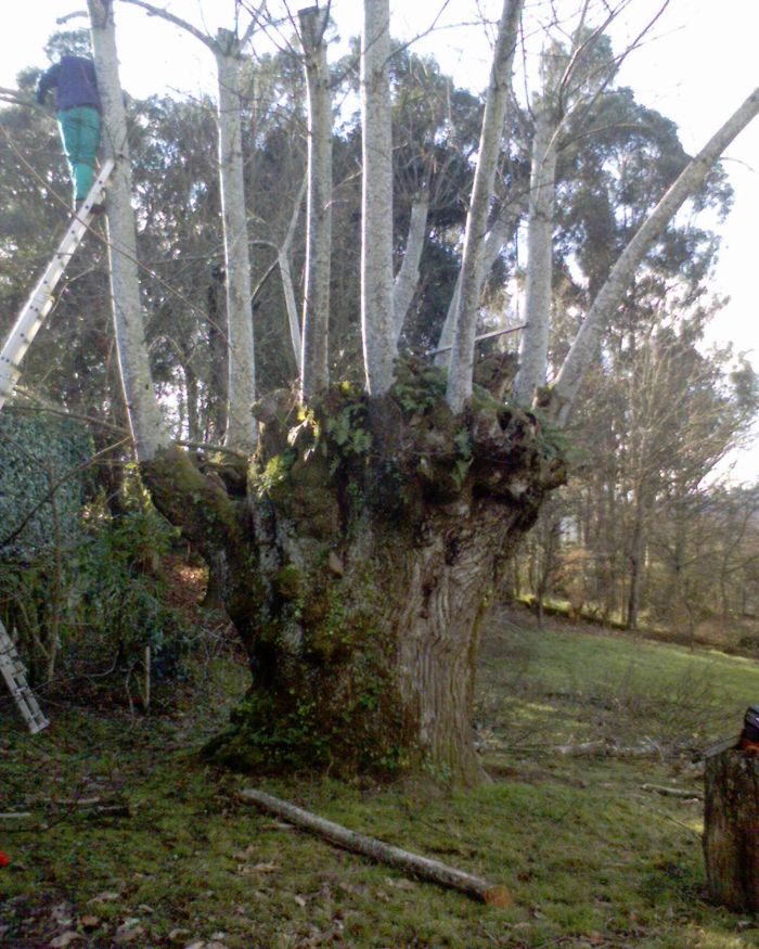 Castaño4.jpg
