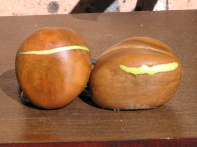 Castanospermum_Australe_Black_Bean.jpg