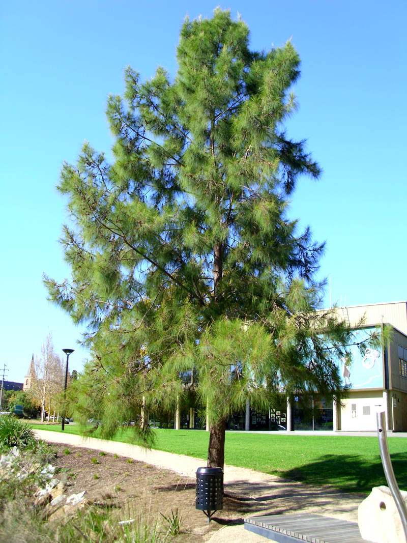 Casuarina%20cunninghamiana.jpg