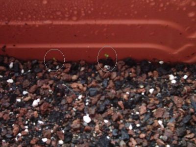 Casuarina01-retq.jpg