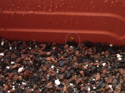 Casuarina03-retq.jpg
