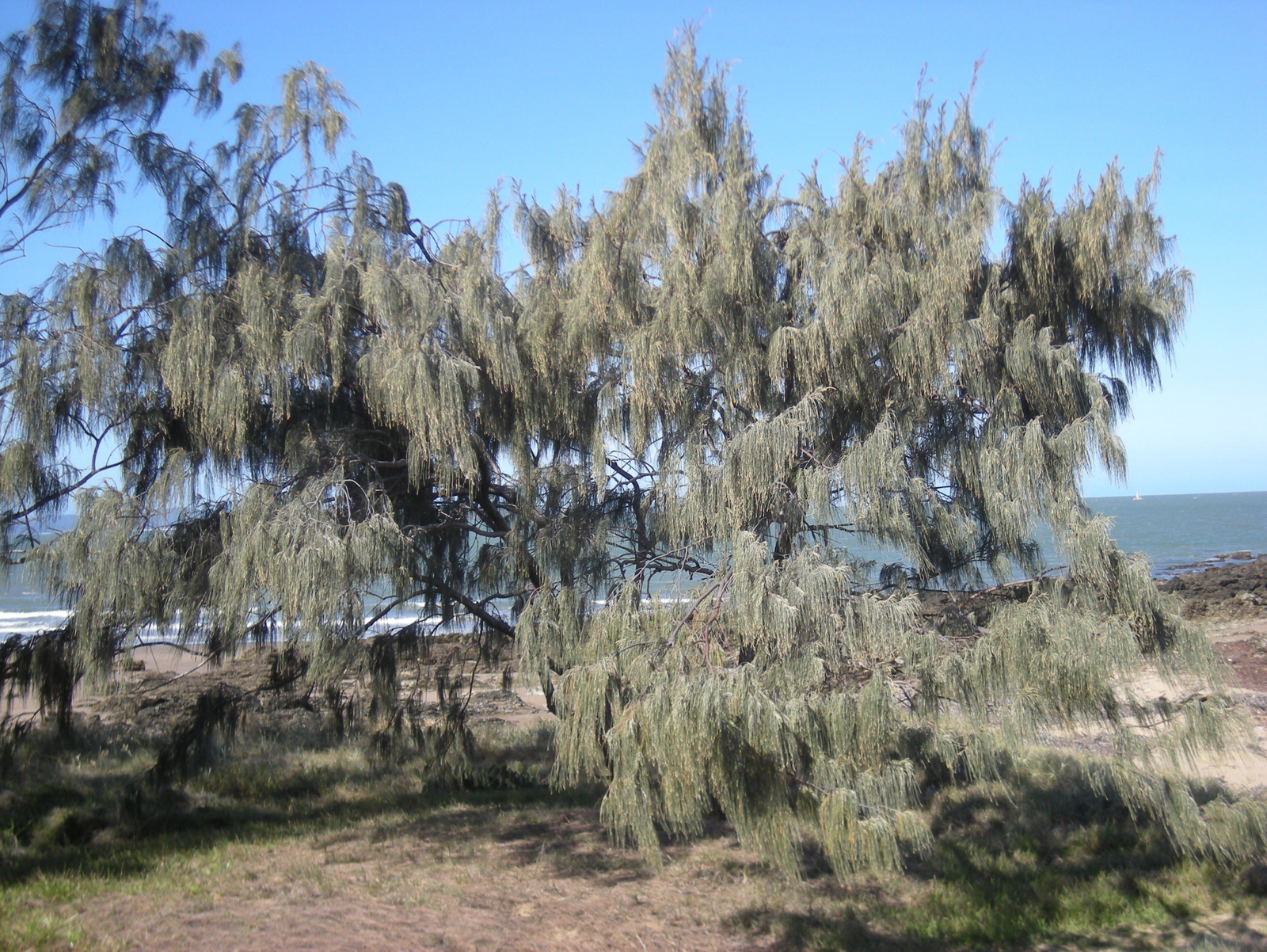 Casuarina_equesitifolia_tree.jpg