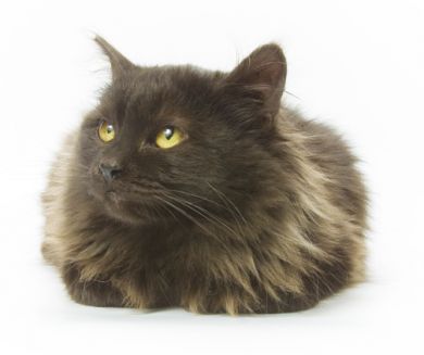cat%20picture.jpg