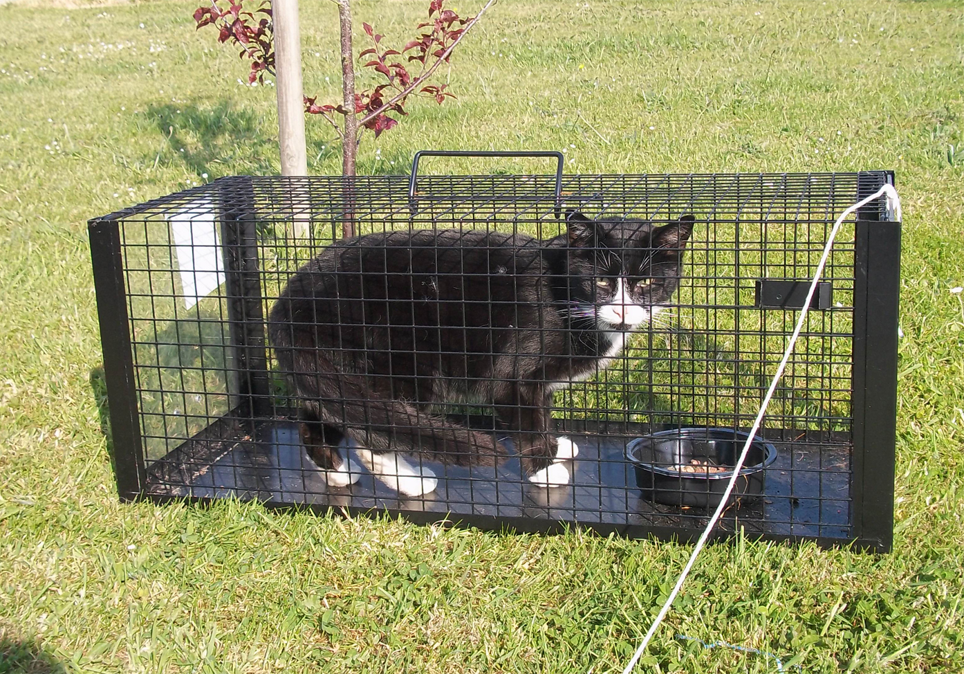 cat%20trap%20.jpg