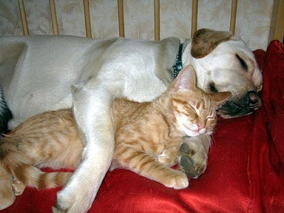 cat-and-dog-sleep.jpg