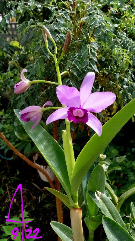 cat-bow-gua.jpg