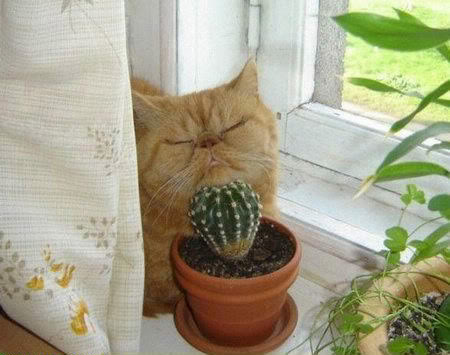 cat-cactus.jpg