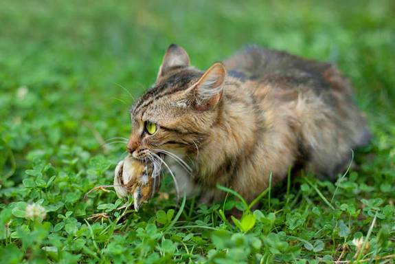 cat-catches-bird.jpg