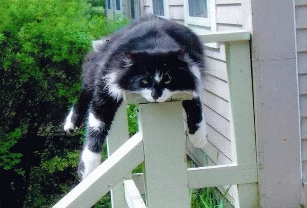 cat-on-post.jpg