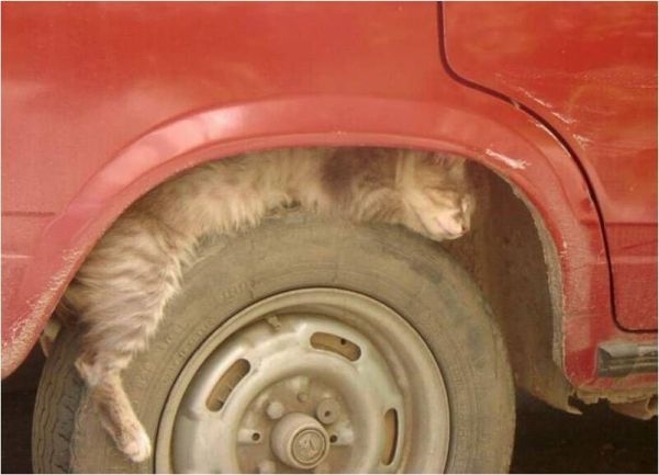 cat-on-tire.jpg