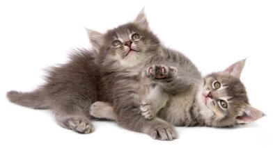 Cat_04.jpg