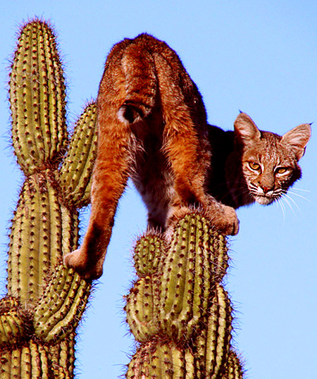 cat_cactus_4.jpg