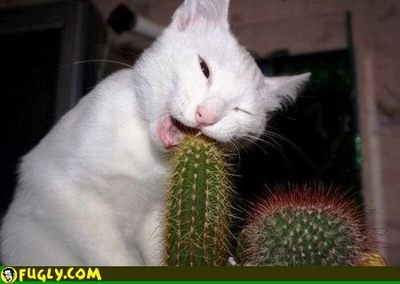 cat_chewing_cactus.jpg