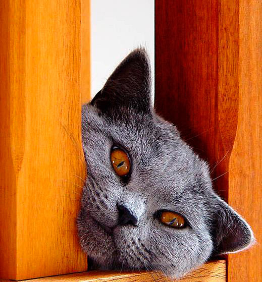 cat_orange_eyes.jpg