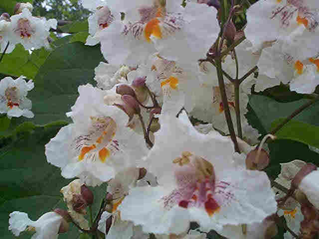 catalpa.jpg