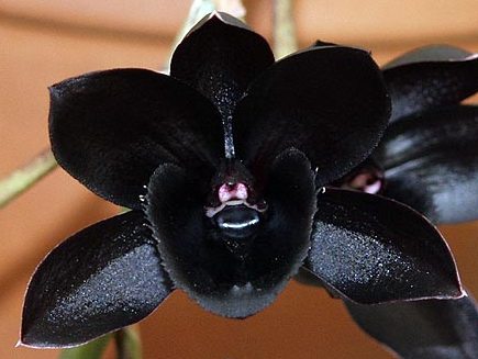 catasetum+6.jpg