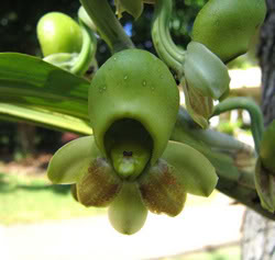 catasetum.jpg