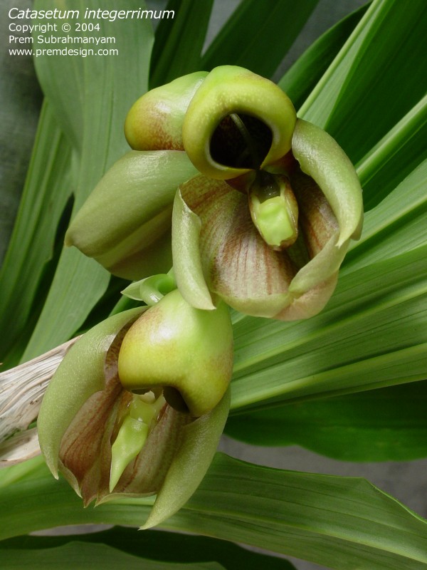 catasetum_integerrimum.jpg