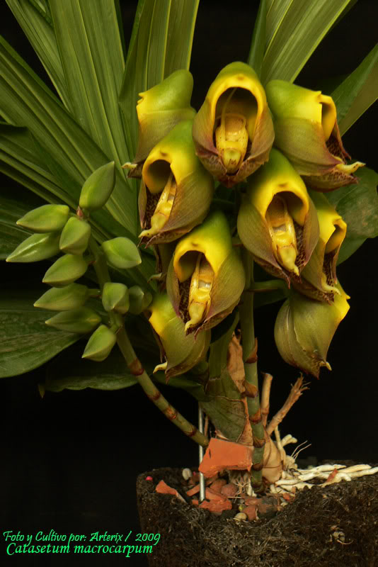 Catasetum_macrocarpum_01_2009.jpg