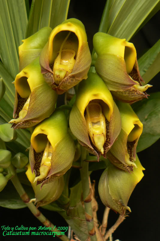 Catasetum_macrocarpum_02_2009.jpg