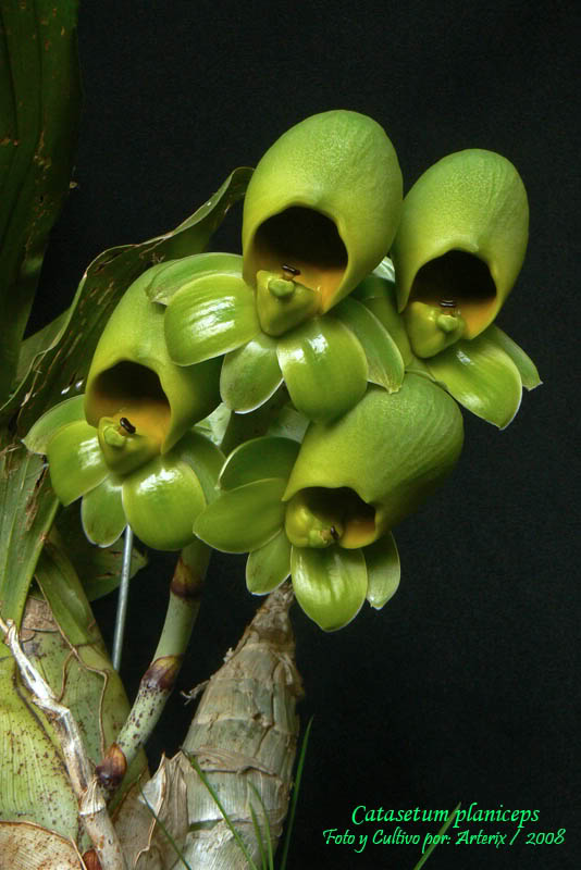 Catasetum_planiceps_01.jpg