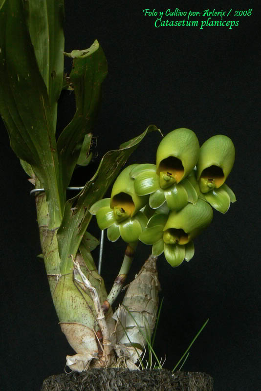 Catasetum_planiceps_02.jpg