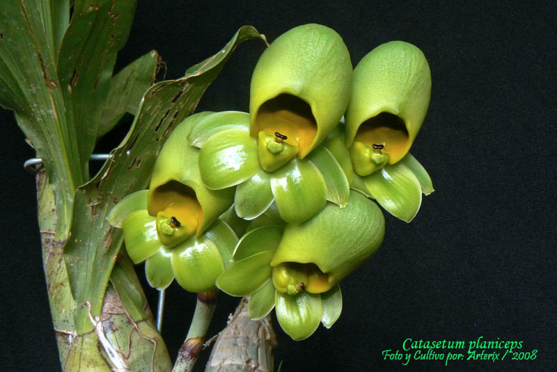 Catasetum_planiceps_03.jpg