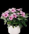 catharanthus-catarantus.jpg