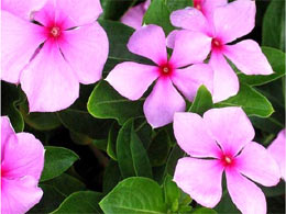 catharanthus.jpg
