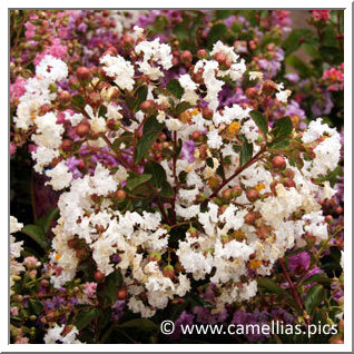 cathie-lagerstroemia-4.jpg