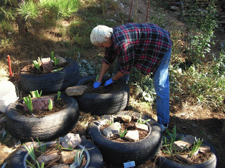 cathie-tire.gif