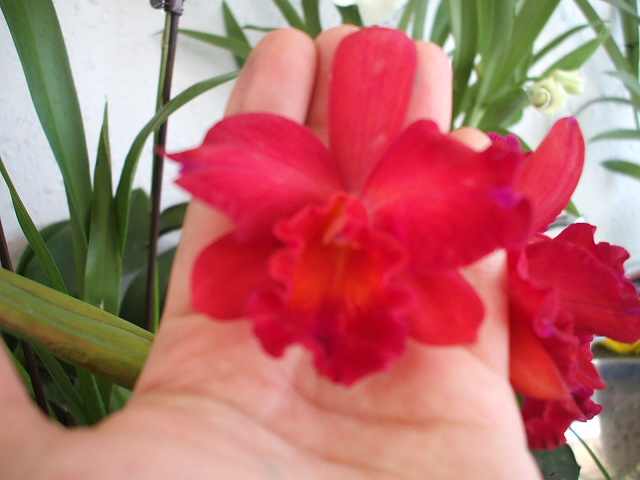 Catleya roja detalle flor.jpg