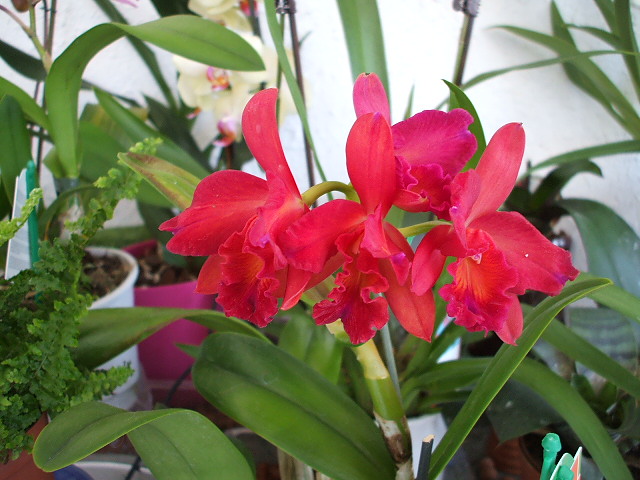 catleya roja.jpg