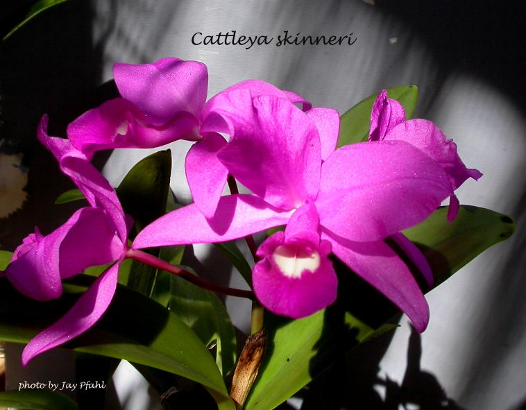 catleyaskinnerii.jpg