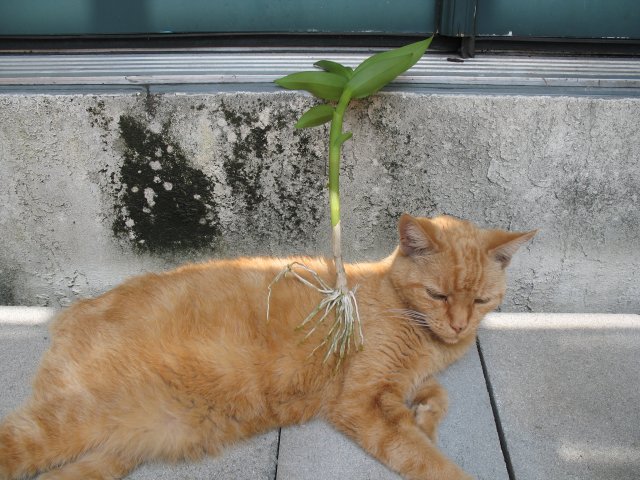CatMount.jpg