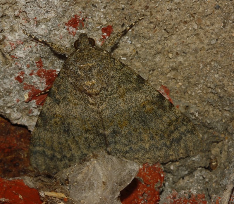 Catocala%20sp_5008.jpg