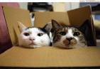 cats-1.jpg