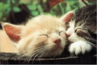 cats-2-1.jpg