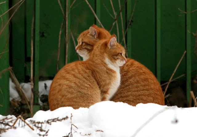 Cats-2.jpg