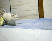 CATS-24.gif
