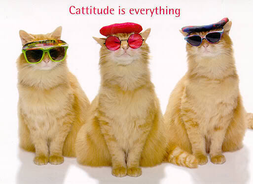cats-3.jpg
