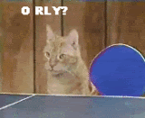 cats-5.gif